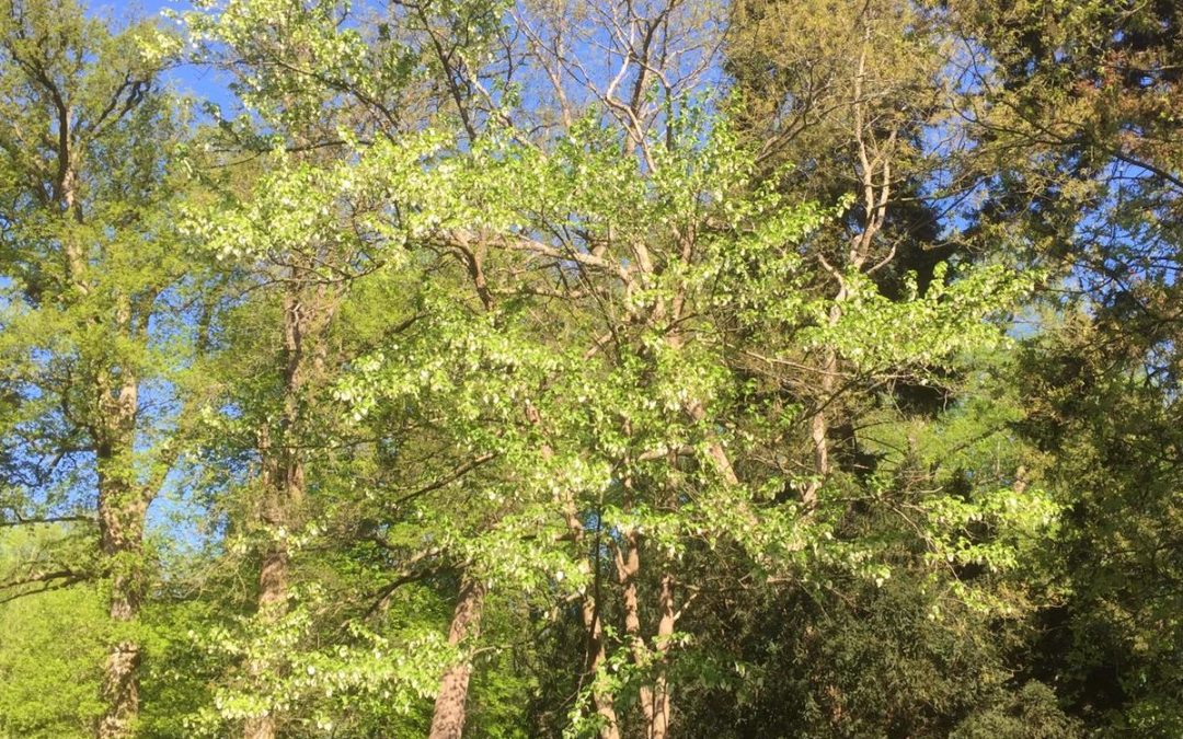 Groen en leven, boom